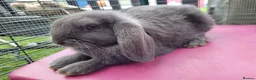 Mini Lop rabbits for sale: Beautiful Mini Lop Mix Rabbits - READY THURSDAY  - Advert 23