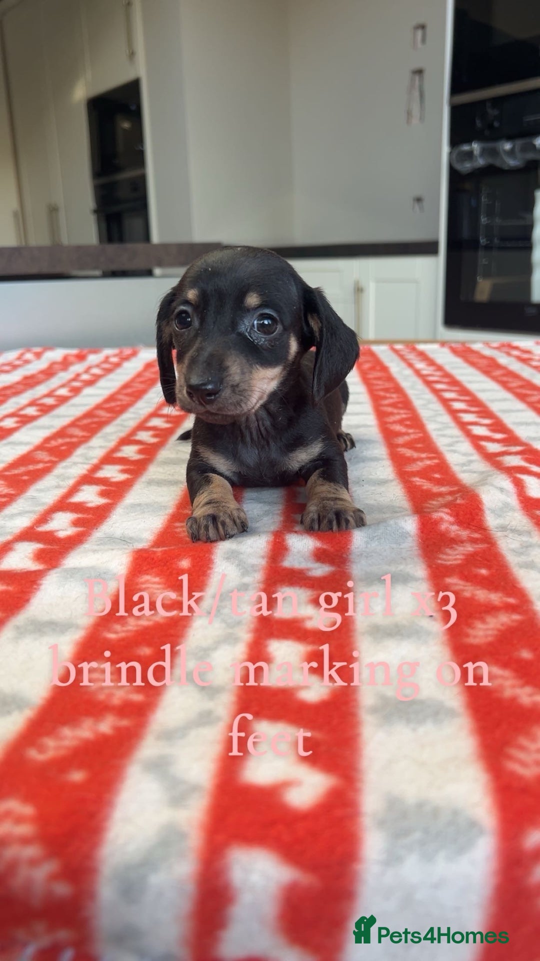 Miniature Dachshund dogs for sale: ***mini dachshunds *** - Advert 7