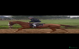 English Thoroughbred horses for sale: King the local superstar - Image 3