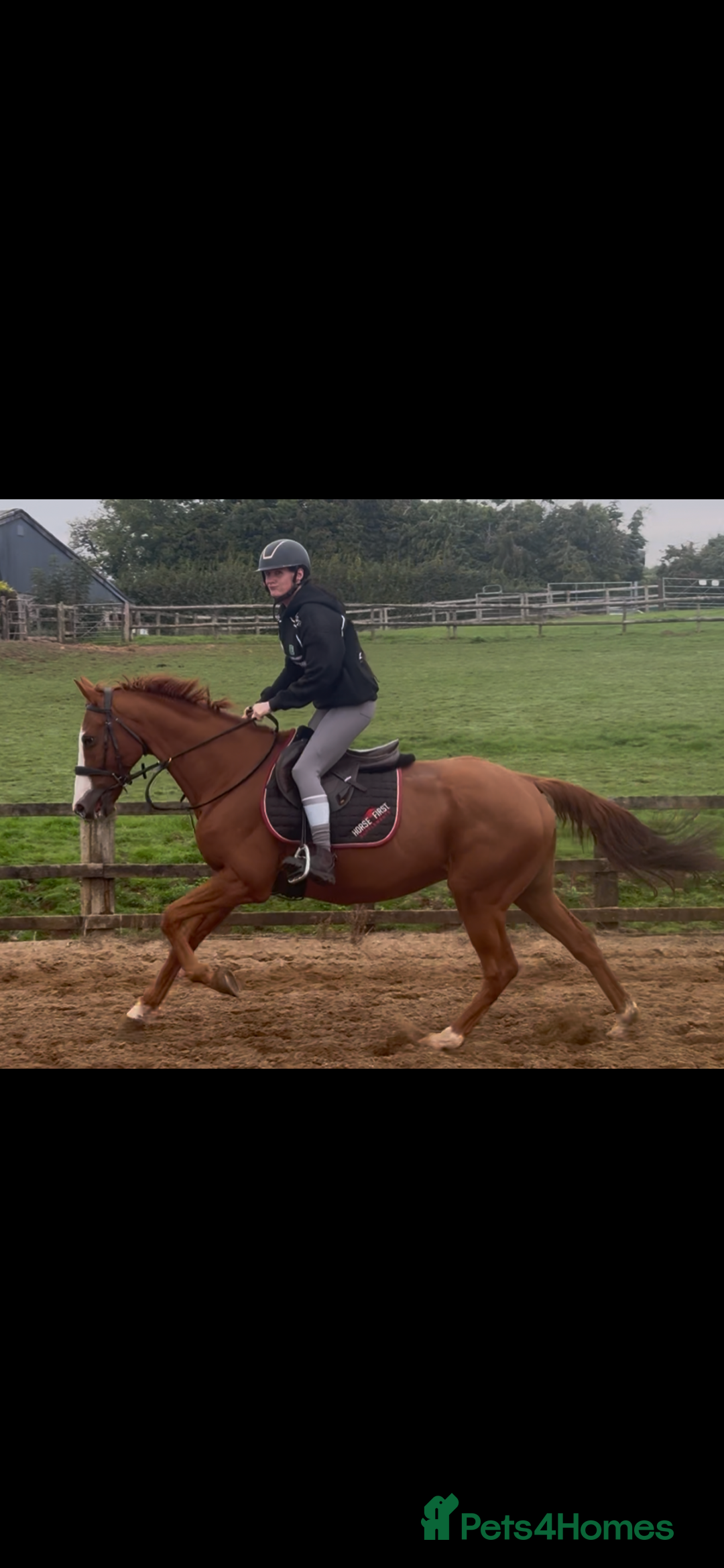 English Thoroughbred horses for sale: King the local superstar - Image 3