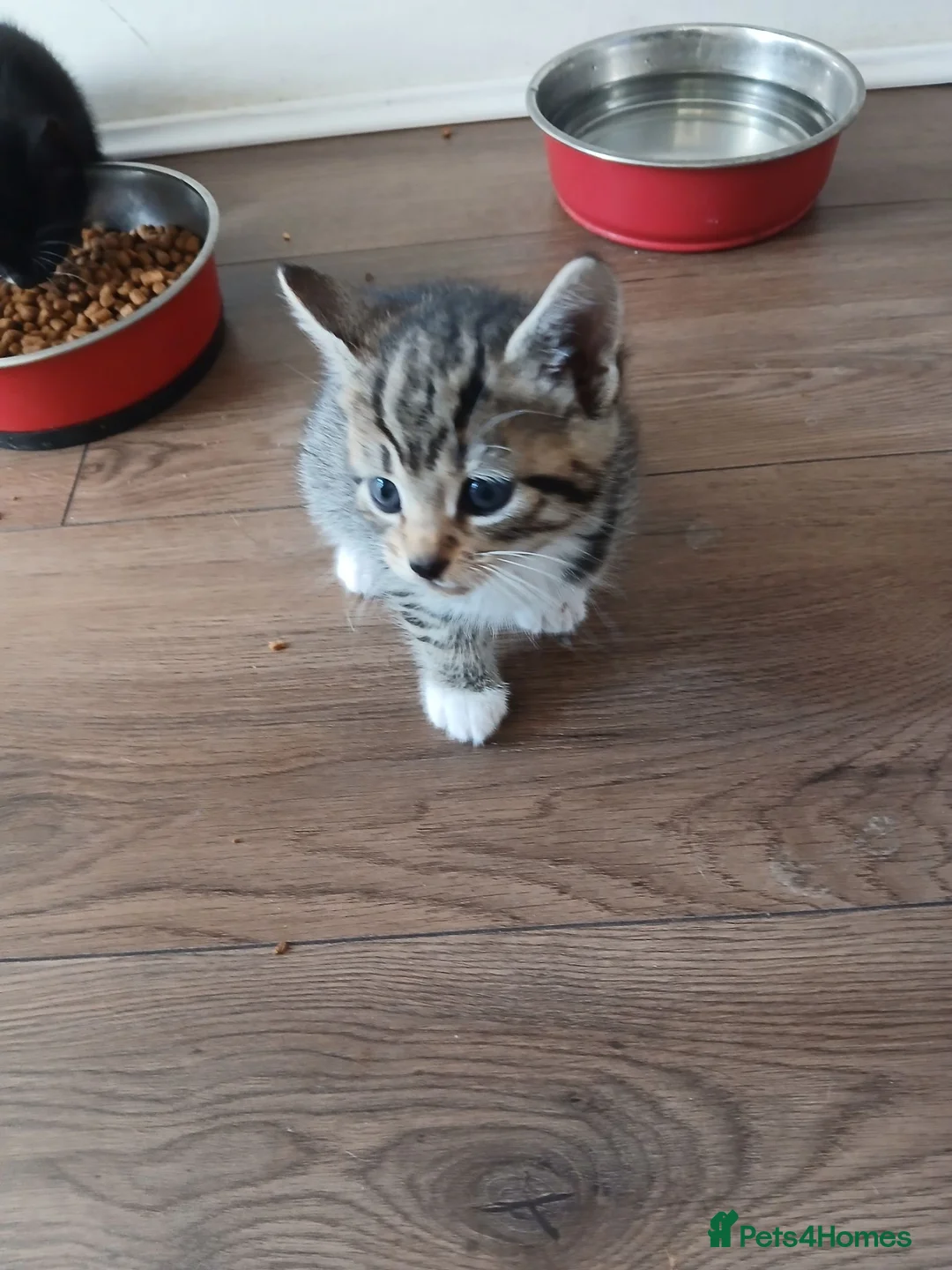 Mixed Breed cats for sale: Mixed breed - Advert 5