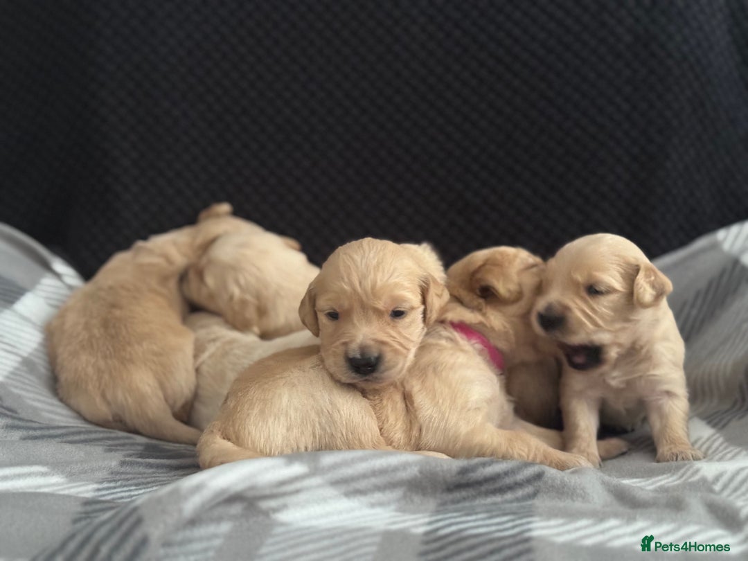Golden Retriever dogs for sale: Stunning Showline Golden Retrievers 🐾  - Image 4