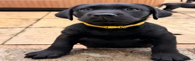 Labrador Retriever 1, Pepper, yellow collar