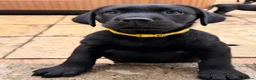 Labrador Retriever dogs for sale: LABRADOR RETRIEVER–HEALTH TESTED, FULLY VACCINATED - Advert 29