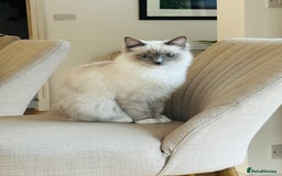 Ragdoll cats for sale: Ragdoll kittens f - Image 9