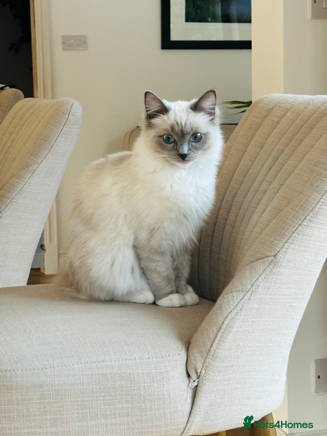 Ragdoll cats for sale: Ragdoll kittens f - Image 9