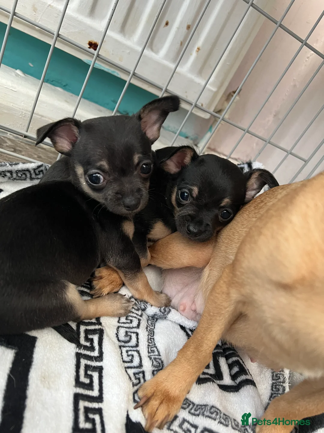 Chihuahua dogs for sale: Full breed chihuahua lovely puppies  - Advert 6