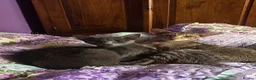 Oriental cats for sale: Blue female oriental - Advert 3