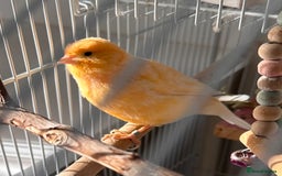 Canaries birds for sale: Canary Female & birdcage toys & food - Image 2