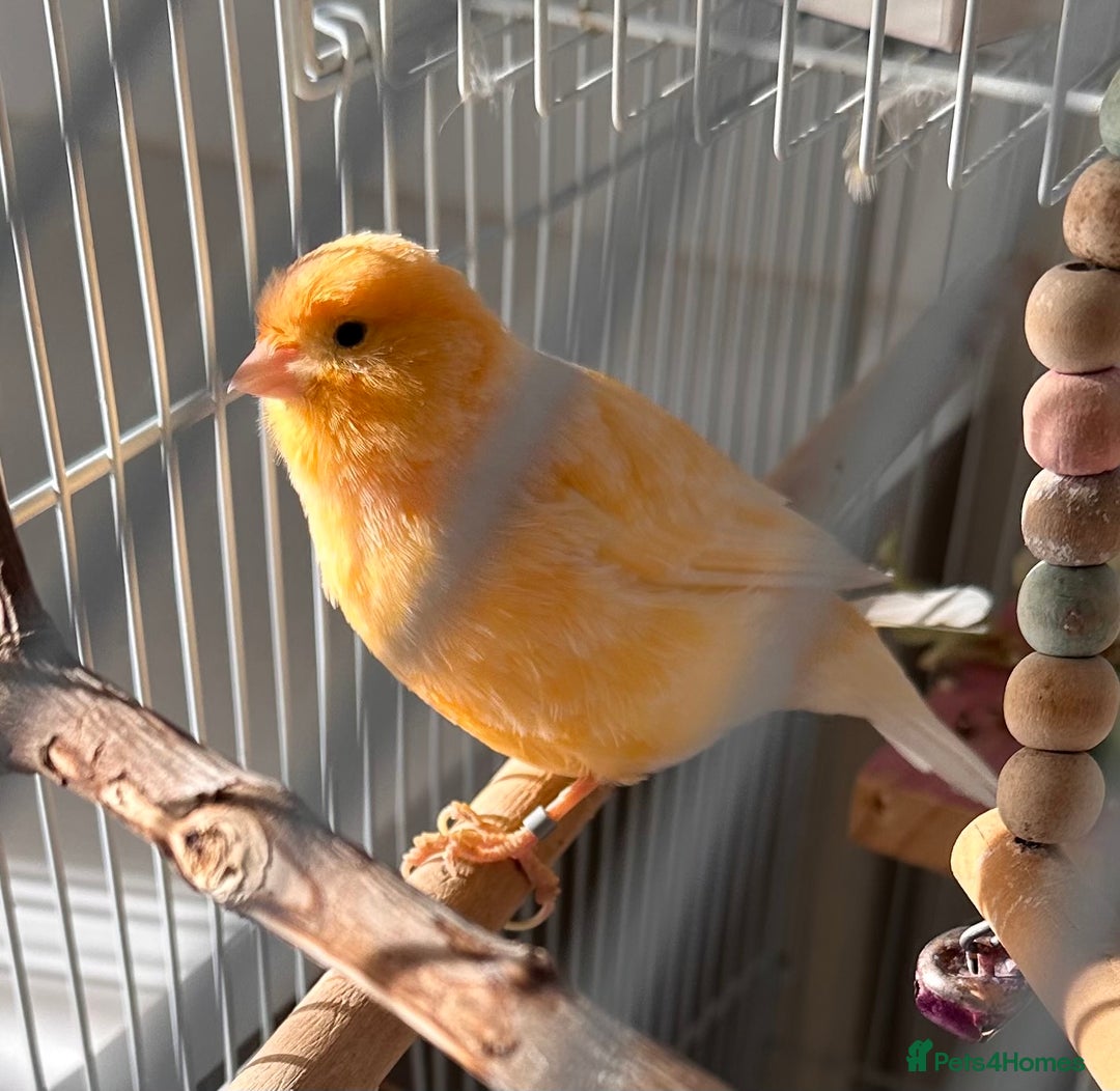 Canaries birds for sale: Canary Female & birdcage toys & food - Image 2
