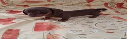 Dachshund dogs for sale: Dachshund puppies ready for new home  - Advert 14