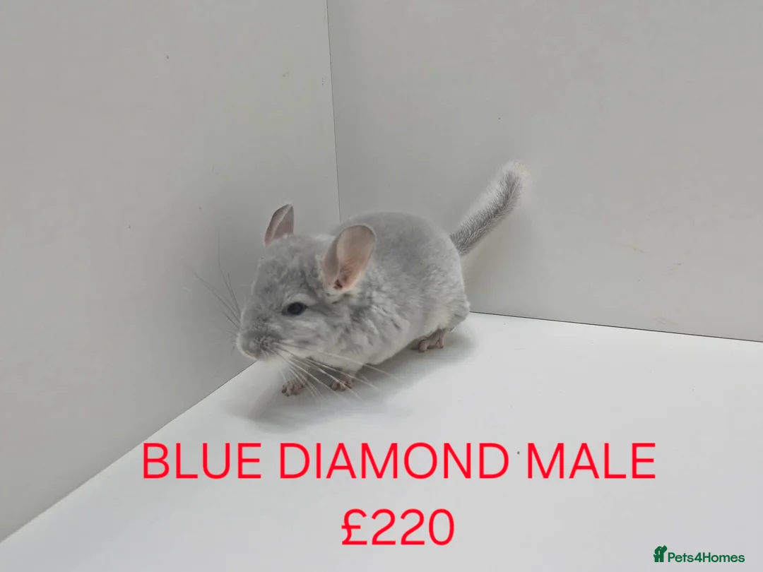 Chinchilla rodents for sale: STUNNING BABIES CHINCHILLA MIX COLOURS AND GENDER  - Advert 2