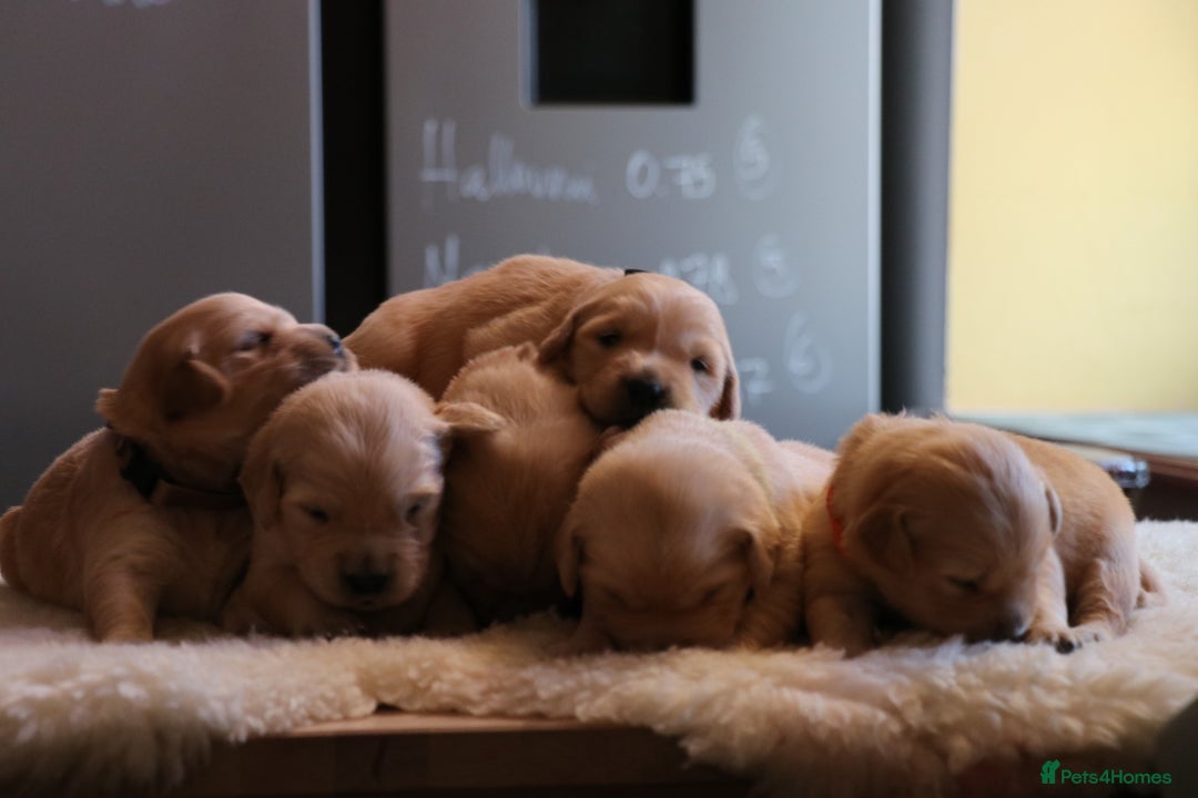 Golden Retriever dogs for sale: LITTLE BUNS - Advert 24