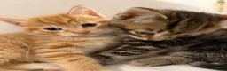 Mixed Breed cats for sale: Bengal Mix Kittens - Advert 30