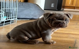 English Bulldog dogs for sale: Top Quality Chunky KC English Bulldogs  in Lampeter - Image 4