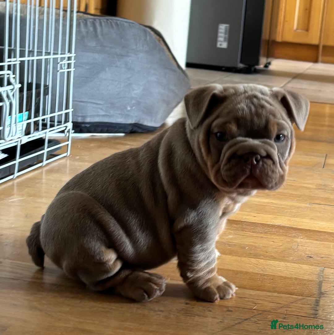 English Bulldog dogs for sale: Top Quality Chunky KC English Bulldogs  in Lampeter - Image 4