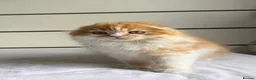 Scottish Fold cats for sale: Scottish Fold TICA Pedigree  - Advert 8