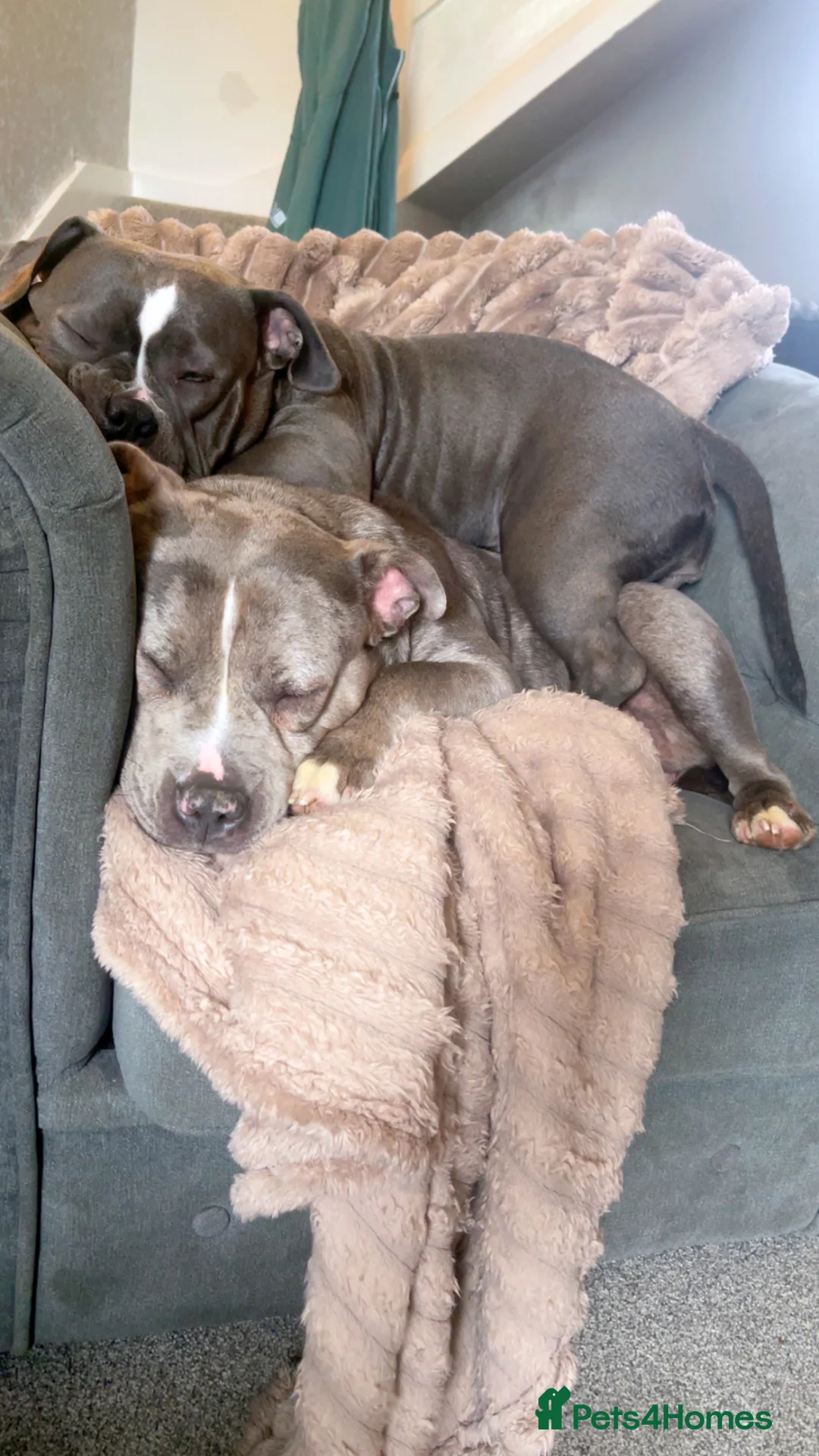 American Bully dogs for sale: X2 bully’s for sale  - Advert 2