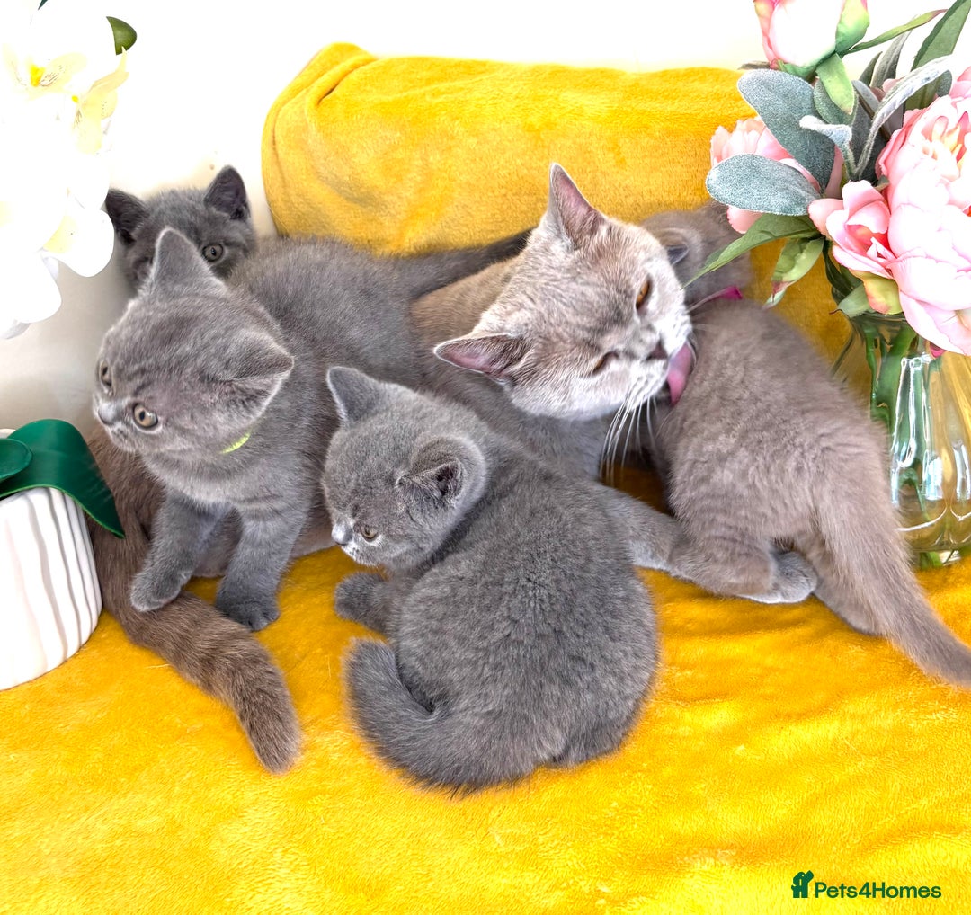 British Shorthair cats for sale: Top quality GCCF kittens  - Image 13