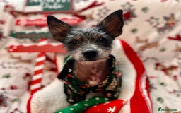 Mixed Breed dogs for sale: 2 Chinese crested chihuahua sisters  - Image 4