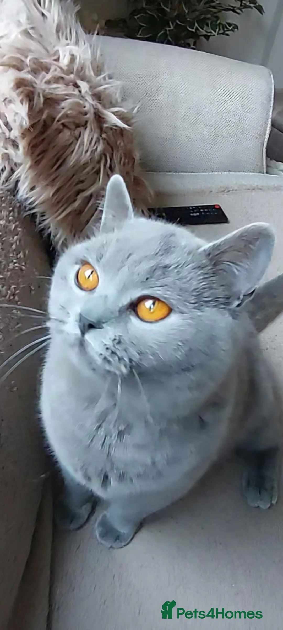 British Shorthair cats for sale: BLUE GCCF REGISTERED QUEEN - Advert 11