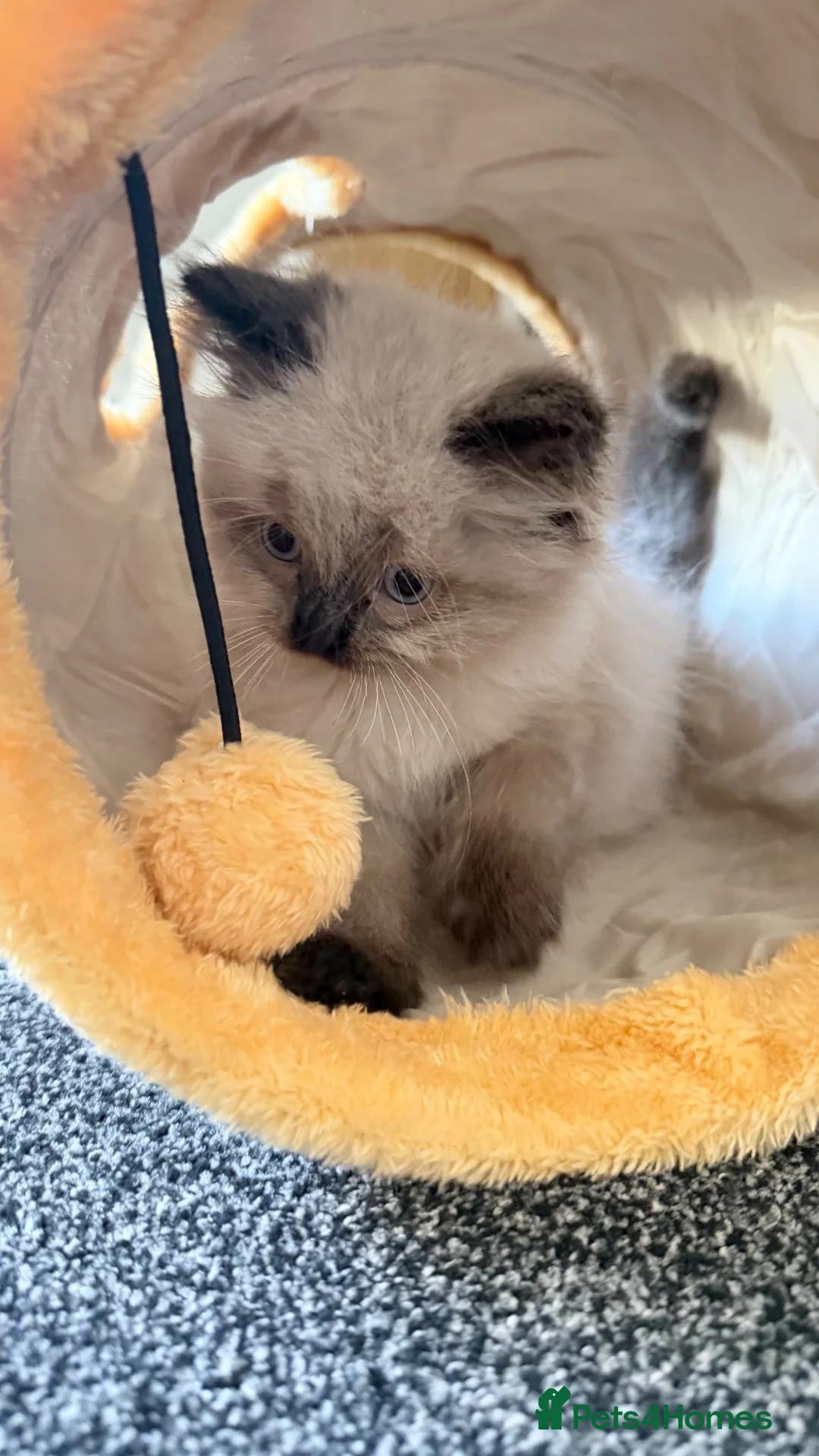 Ragdoll cats for sale: Baby ragdoll kitten for sale in Blackburn - Advert 1