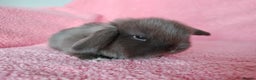 Mini Lop rabbits for sale: Baby mini lops for sale  - Advert 5