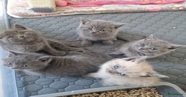 British Shorthair cats - Advert 14