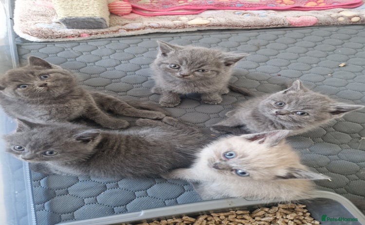 British Shorthair cats - Advert 6