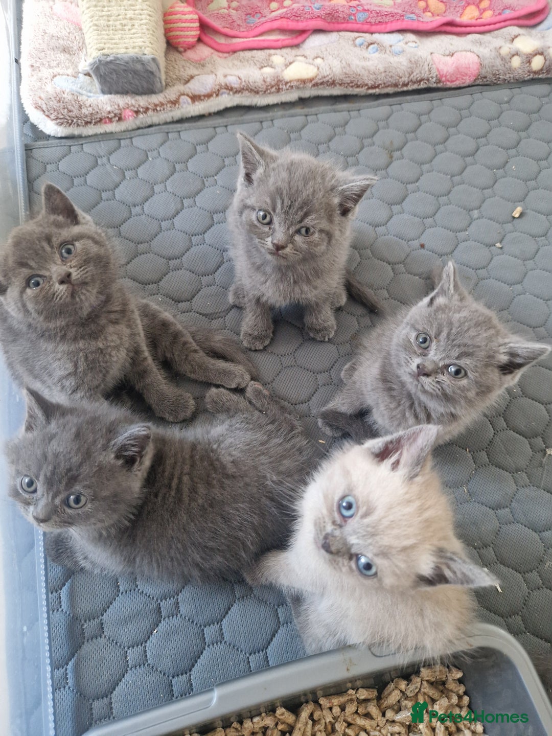 British Shorthair cats for sale: Chunky bsh kittens ready to leave now ❤️  - Image 2