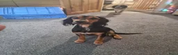 Mixed Breed dogs for sale: Rambo  in Hemel Hempstead - Advert 4
