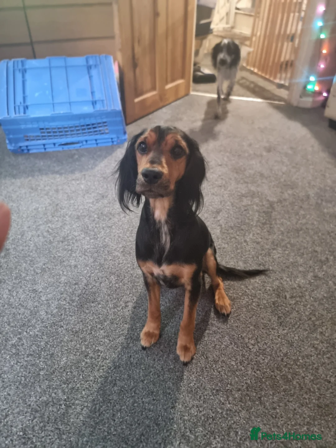 Mixed Breed dogs for sale: Rambo  in Hemel Hempstead - Advert 4