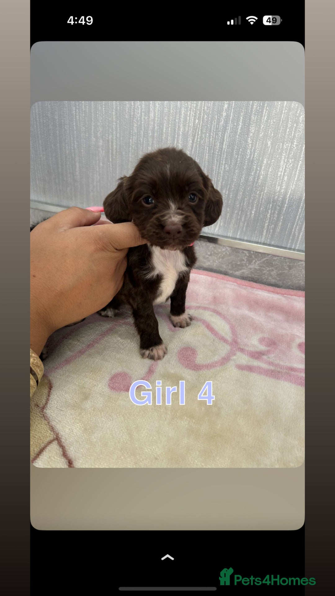 Cocker Spaniel dogs for sale: Cocker spaniel puppies for sale  - Image 6
