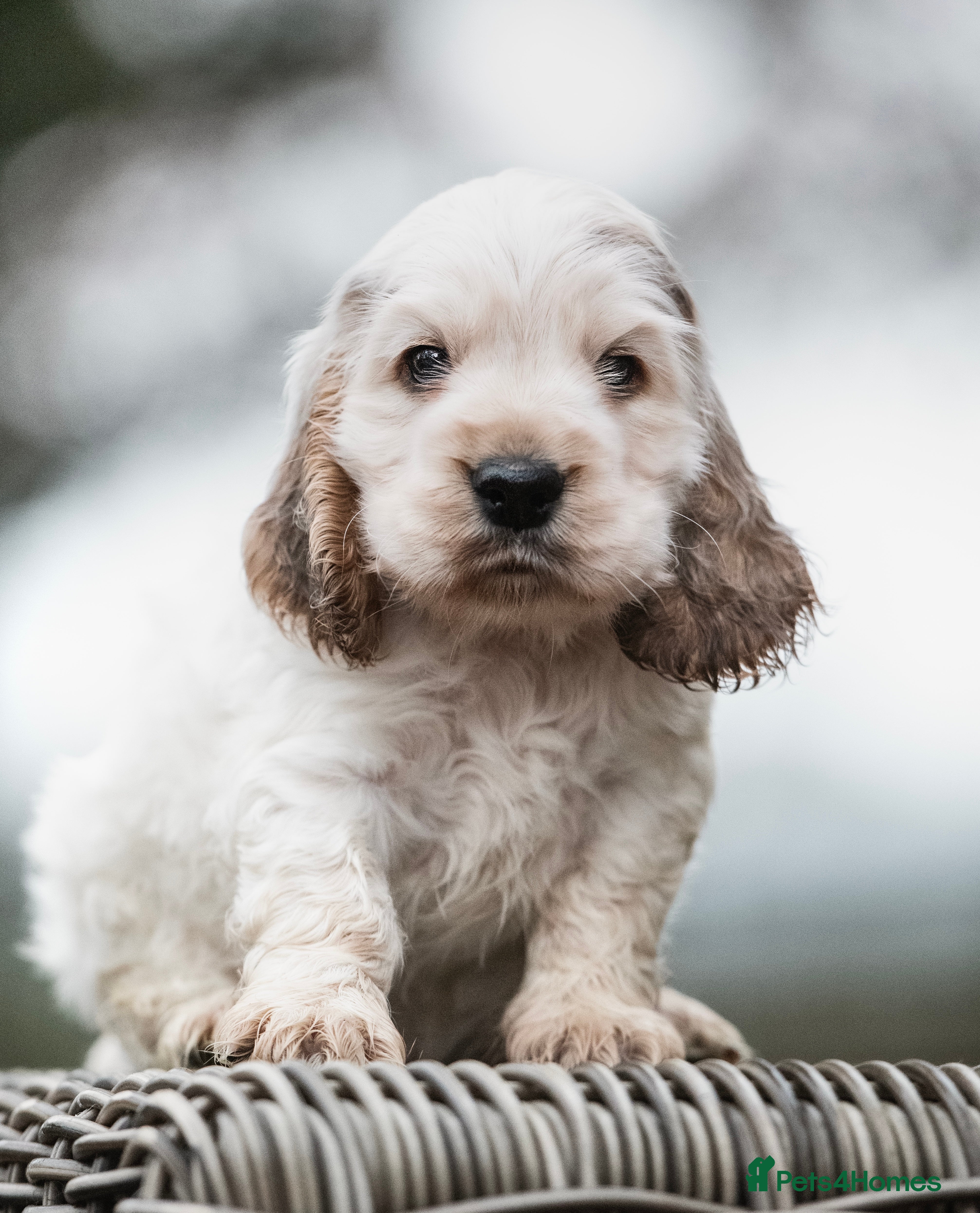 Cocker Spaniel dogs Exceptional litter of Show Type Cocker Spaniels - Advert 1