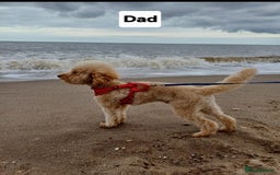 Toy Poodle dogs for sale: Charming Toy Poodle Puppies - Image 31