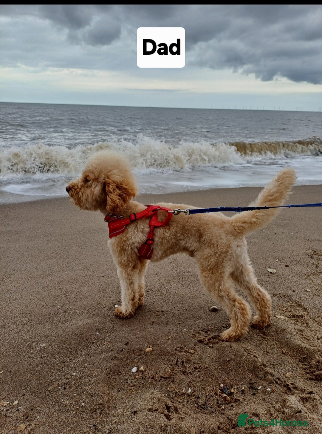 Toy Poodle dogs for sale: Charming Toy Poodle Puppies - Image 31
