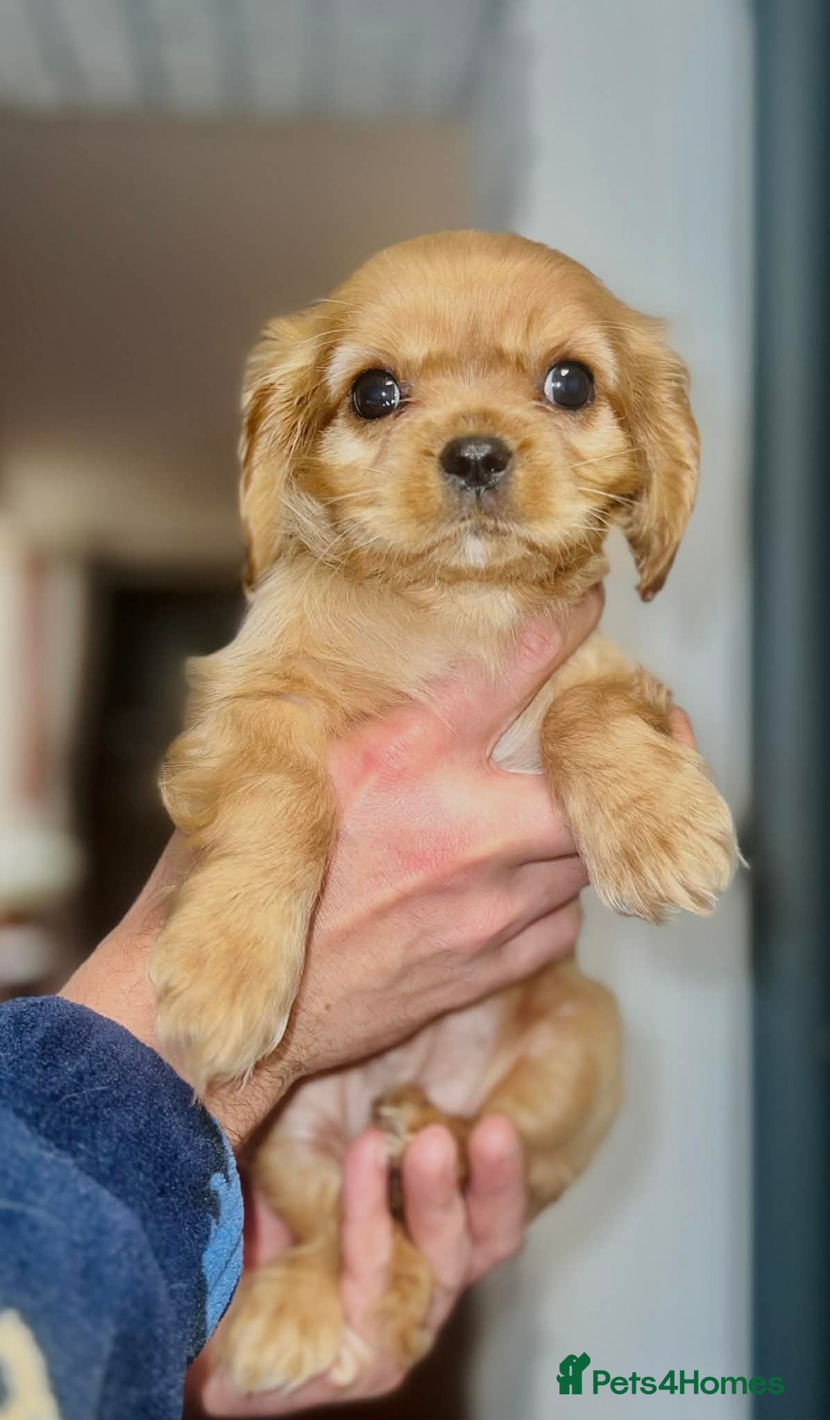 Cavalier King Charles Spaniel dogs Beautiful King Charles cavalier  - Advert 1