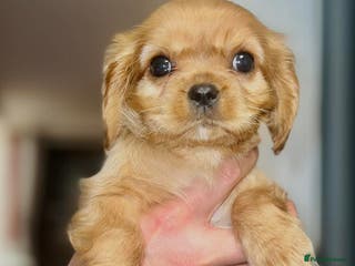 Cavalier King Charles Spaniel dogs Beautiful King Charles cavalier - Advert 1