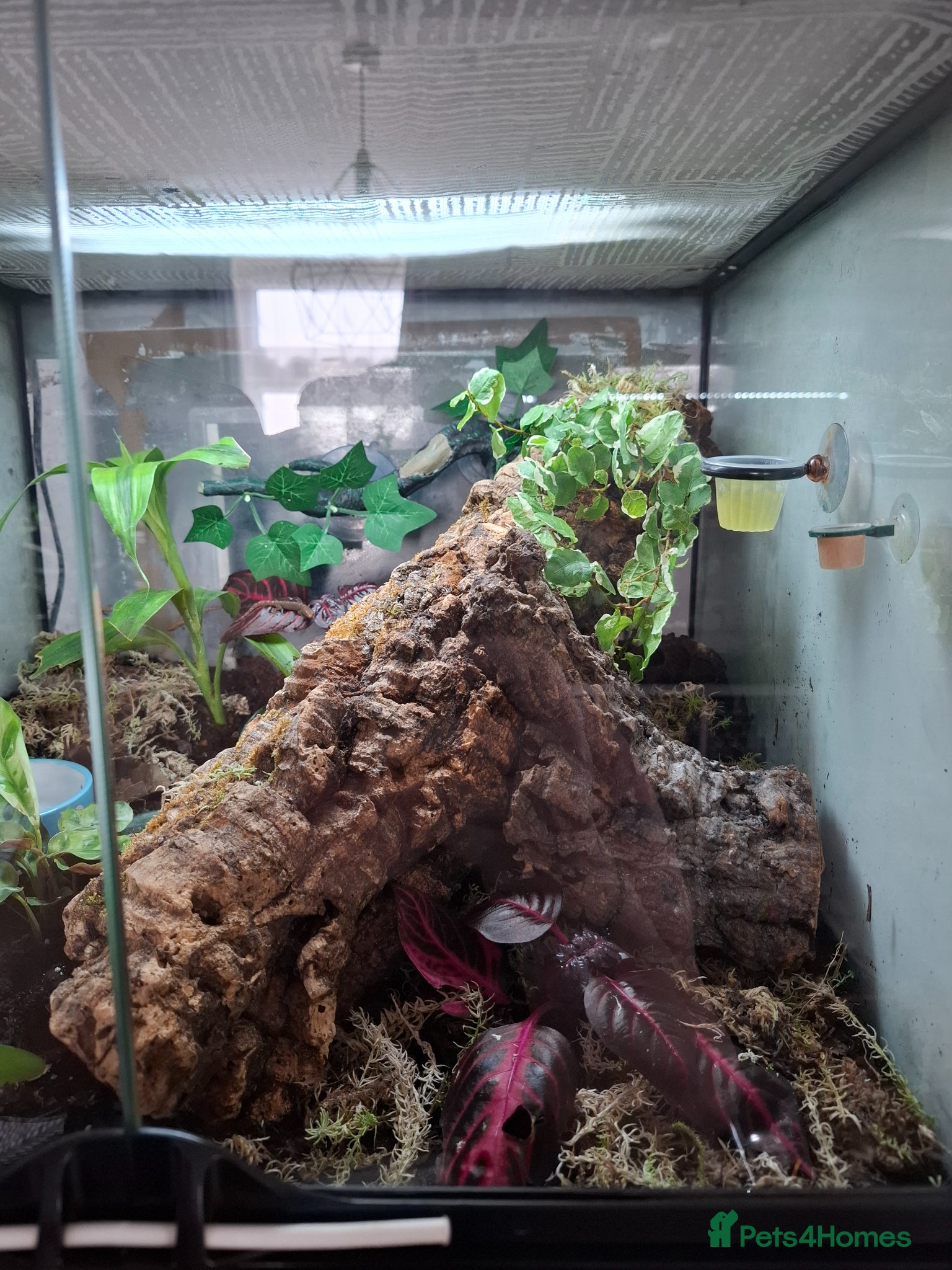 Gecko reptiles Baby Mourning geckos, all sizes - Advert 5