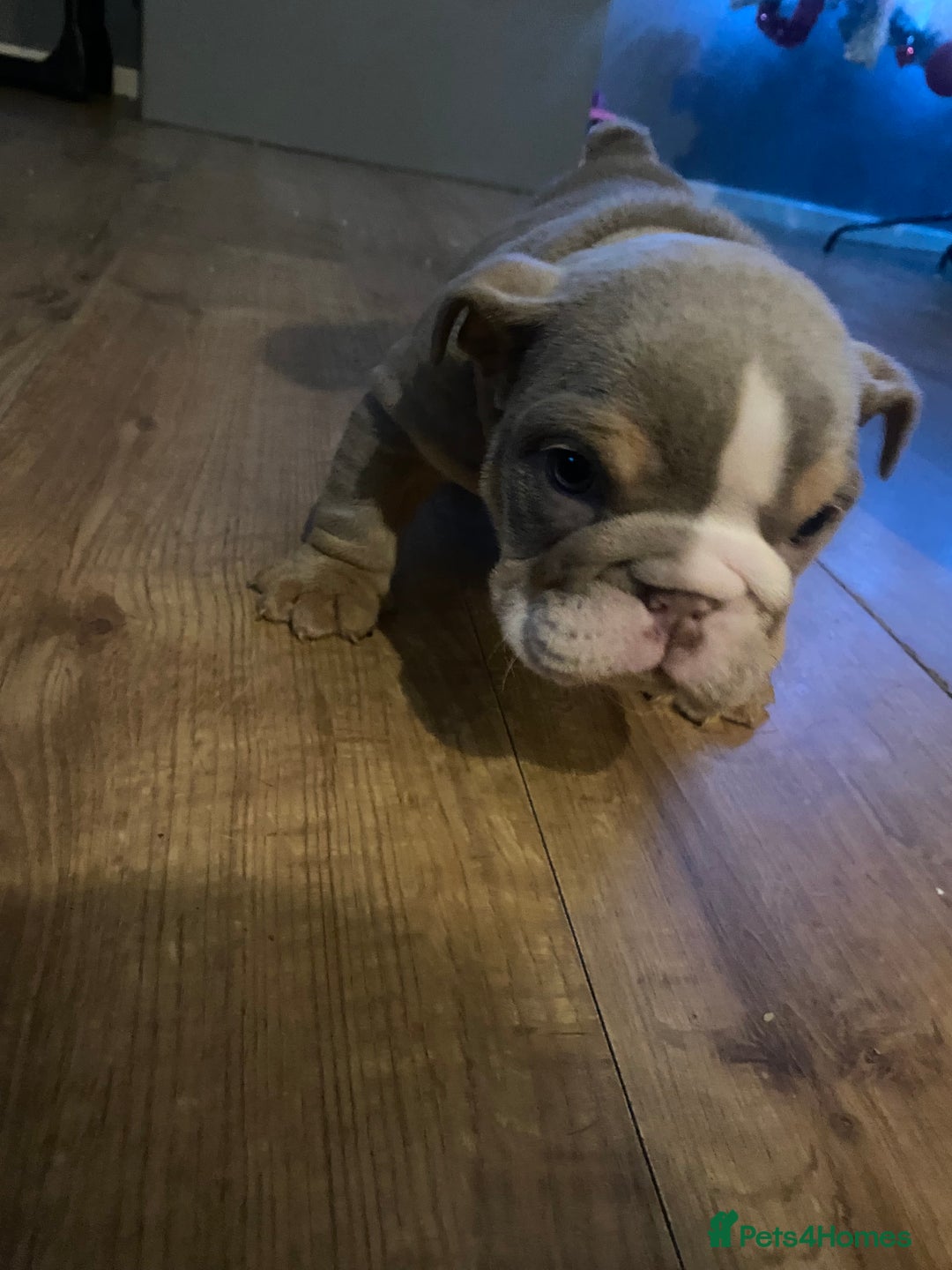 English Bulldog dogs for sale: Beautiful English bulldog puppies - Advert 4