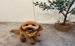 Labradoodle dogs for sale: F1b Miniature Labradoodles  - Image 26