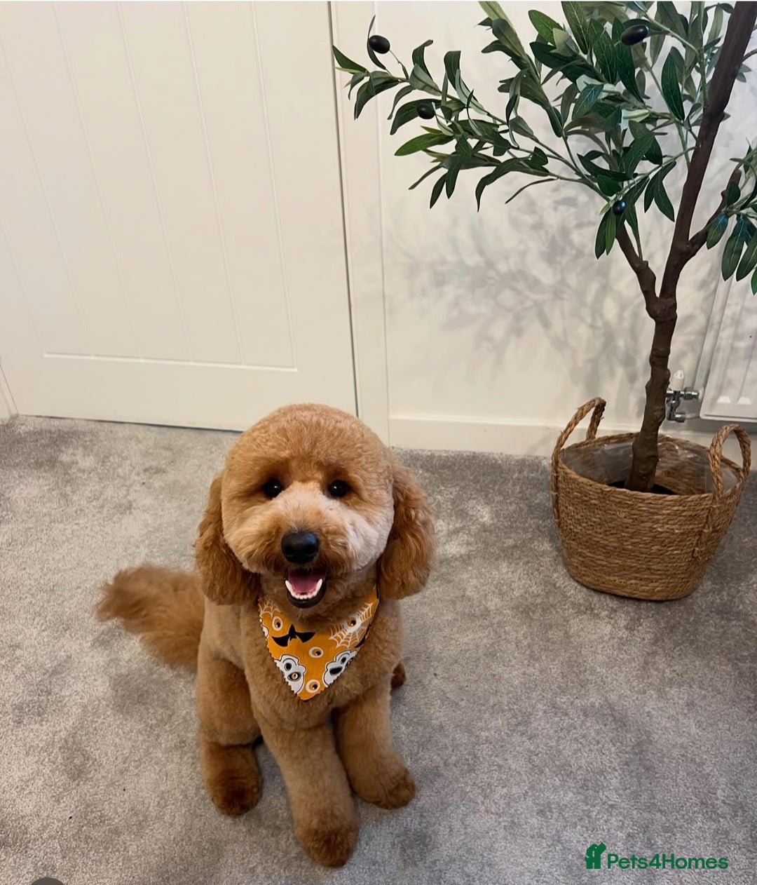 Labradoodle dogs for sale: F1b Miniature Labradoodles  - Image 26