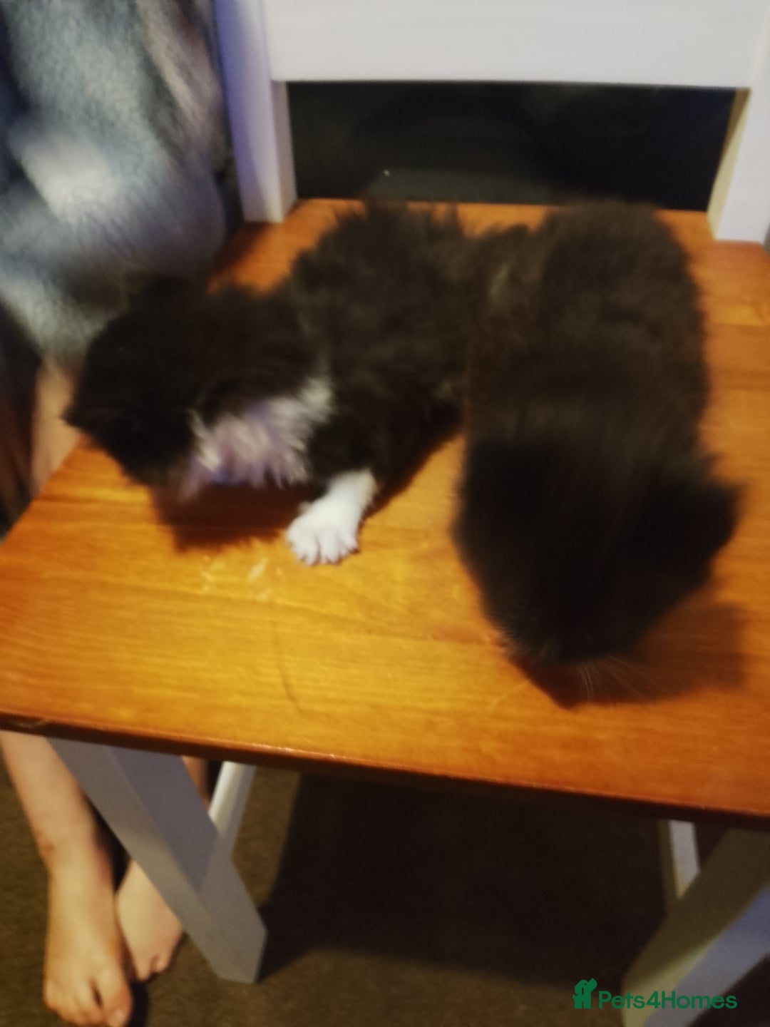York Chocolate cats for sale: 2 female tabby cats - Image 1