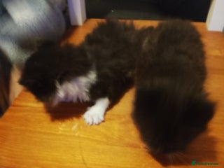 York Chocolate cats - Advert 5