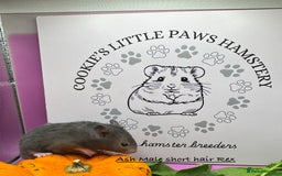 Hamster rodents for sale: Pedigree Syrian hamsters  - Image 7