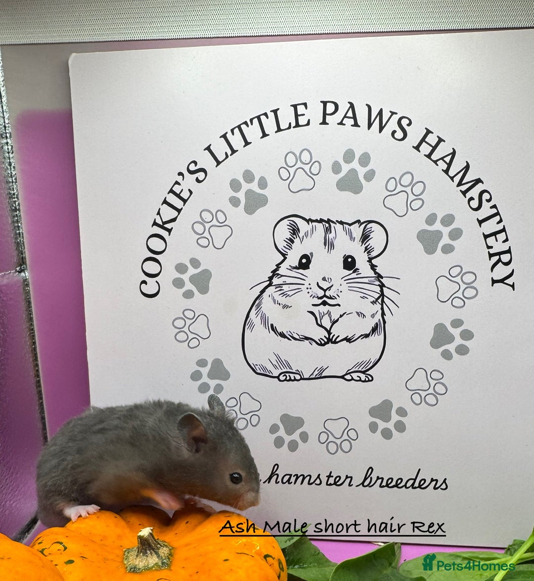 Hamster rodents for sale: Pedigree Syrian hamsters  - Image 7