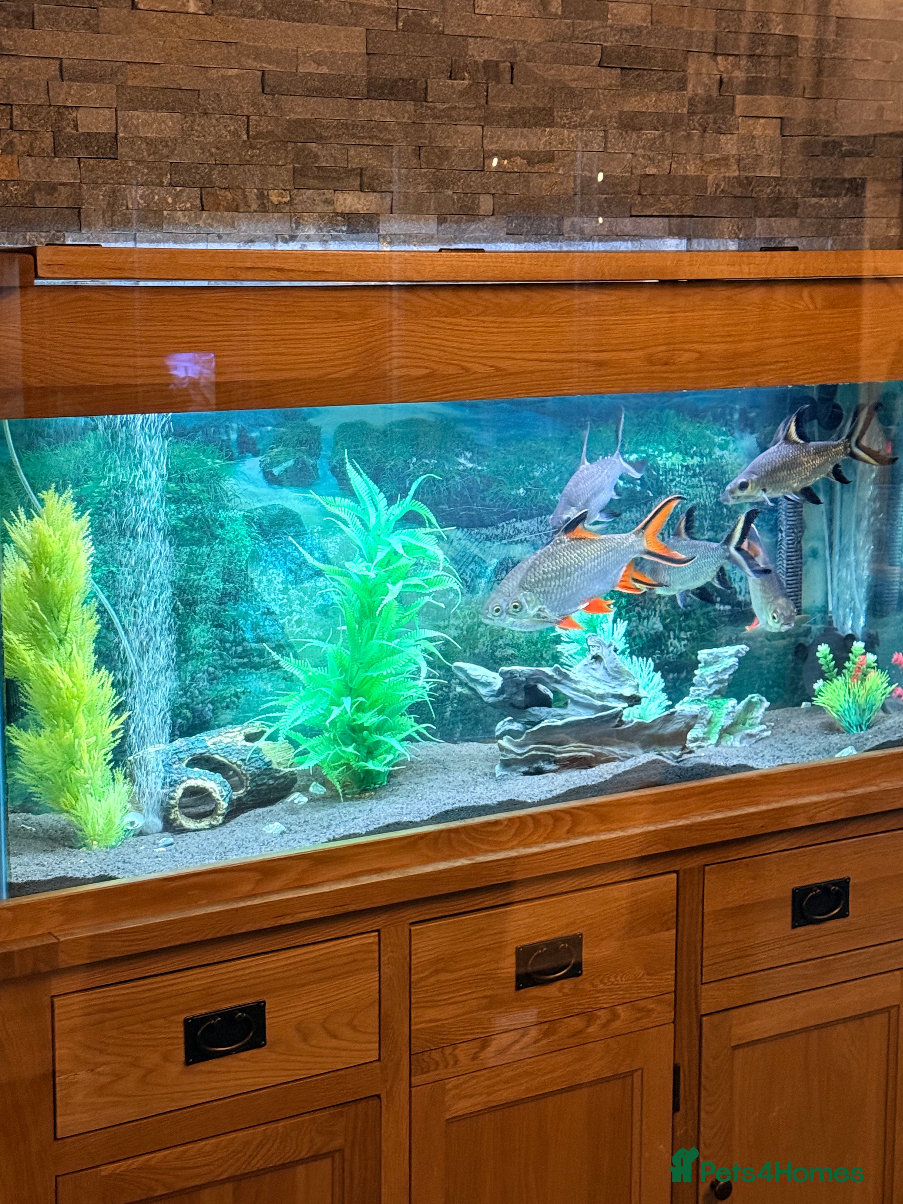 Sharks fish 5Ft Fish Tank/All Fish/Ornaments/Filter - Advert 4
