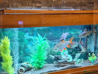 Sharks fish 5Ft Fish Tank/All Fish/Ornaments/Filter - Advert 4