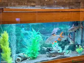 Sharks fish 5Ft Fish Tank/All Fish/Ornaments/Filter - Advert 15