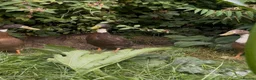Ducks poultry for sale: Three Male Indian Runner Ducks  in Coniston - Advert 2